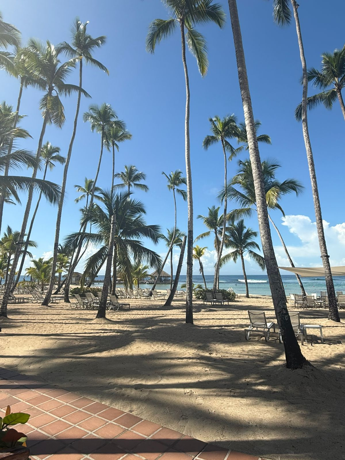Palm trees and Caribbean beach in Punta Cana, Dominican Republic